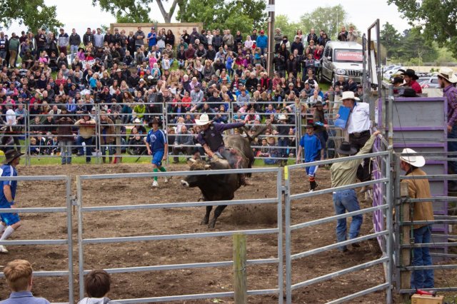 #5 Welpen und Bullen in Waipawa