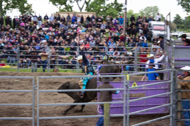 #5 Welpen und Bullen in Waipawa