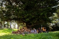 #5 Welpen und Bullen in Waipawa