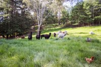 #5 Welpen und Bullen in Waipawa