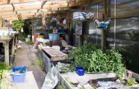 #5 Welpen und Bullen in Waipawa