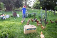 #5 Welpen und Bullen in Waipawa