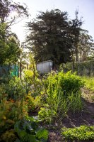 #5 Welpen und Bullen in Waipawa