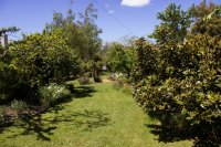 #5 Welpen und Bullen in Waipawa