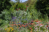 #5 Welpen und Bullen in Waipawa