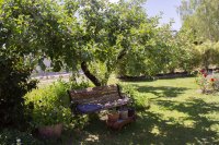 #5 Welpen und Bullen in Waipawa