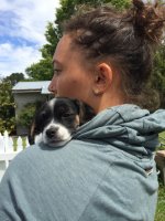 #5 Welpen und Bullen in Waipawa