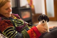 #5 Welpen und Bullen in Waipawa