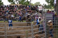 #5 Welpen und Bullen in Waipawa