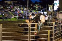 #5 Welpen und Bullen in Waipawa