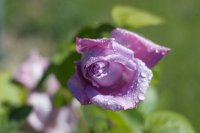 #5 Welpen und Bullen in Waipawa